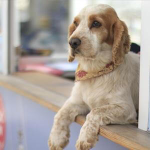 Auxiliar de veterinaria - EducaCursos