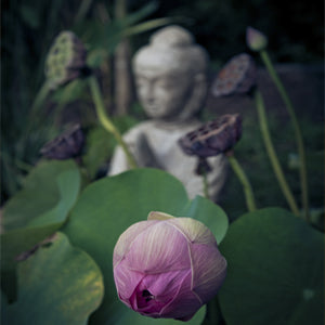 La medicina china tradicional china - EducaCursos